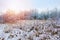 Dry trees and flowers covered with snow. Czech winter landscape