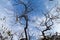 Dry trees during the hot Indian summers