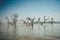 Dry trees in Lake Okavango in Africa