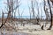 Dry trees in the mangrove. Dead vegetation.