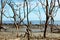 Dry trees in mangrove at river banks. Environment destruction. Forest in jeopardy.