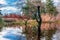 Dry trees in the middle of the water, reflection in the water, natural landscape