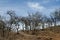 Dry trees and orange soil against blue sky