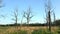 Dry Trees In Wilderness Area