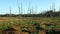 Dry Trees In Wilderness Area