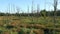 Dry Trees In Wilderness Area