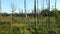 Dry Trees In Wilderness Area