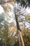 Dry trunk of spruce with exfoliating bark, Diseased fir tree damaged by bark beetle, autumn forest