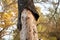 Dry trunk of spruce with exfoliating bark, Diseased fir tree damaged by bark beetle, autumn forest