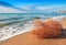 Dry tumbleweed on the beach