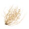 Dry Tumbleweed Bush