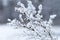 Dry twig covered by fluffy snow