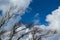 Dry twigs with the blue sky