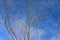 Dry twigs with cloud blue sky background