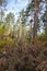 Dry twigs and dead wood in a pine forest