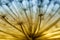 Dry umbrella hogweed Heracleum. Beautiful, bright filtered photo. Macro