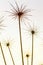 Dry umbrella of hogweed Heracleum on a blurred background. Bright filtered photo. Macro