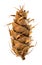 Dry unusual cedar pine cones is isolated white background, close