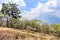 Dry vegetation on hillside & Agua volcano behind, Antigua, Guatemala