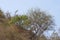 Dry vegetation in Isla de la Plata island, Ecuador