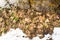 Dry weathered flower twigs on melting white snow background, close up detail top view