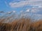 Dry weeds in wind, blue sky background with cirrus