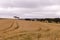 Dry Wheat Farm Plantations Ready For Harvest along Ntulele Highway in Narok County