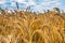 Dry wheat field, drought condintions with heat