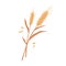 Dry wheat spikelets with ear, stem and spike. Botanical composition of farm cereal plant and grains. Flat vector