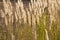 Dry whisks of grass at sunset in summer