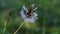 Dry white dandelion in blured grass background