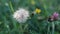 Dry white dandelion in blured grass background