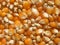 Dry whole raw Pop corn kernels