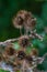 Dry wild burdock flowers