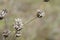 Dry wild flowers on the autumn meadow