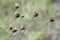 Dry wild flowers on the autumn meadow