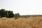 Dry wild grass on the wind.  Landscape.