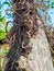 Dry wild leaves grow on fragile coffee tree trunks
