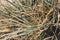 Dry wild needle grass plant herb wallpaper. Savannah soil. Yellow beige pale green matte sepia style. Drought sun day