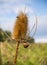 Dry wild teasel