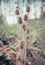 Dry wild teasel and snail and insects