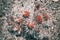 Dry wild thorny flowers, close-up photo