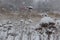 Dry wildflowers are covered with snow. Snowstorm.