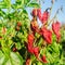 Dry wilted hot red bell pepper grows in the field. Vegetable disease. Global warming and poor harvest. Agribusiness. Agro industry