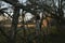 Dry winter branches in the village dusk