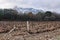 Dry winter pruned vines in the vineyard against the backdrop of winter mountains