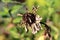 Dry and withered Zinnia plant with completely dried flower and multi layered petals surrounded with green leaves and other garden