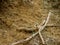 Dry wood stick presented on soil field during raining