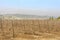 Dry wood vineyard at winter with bare ground