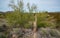 Dry woody pith of a dead cactus, Giant cactus Saguaro cactus (Carnegiea gigantea), Arizona